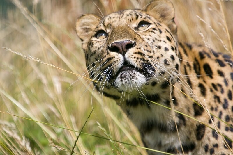 Leopard in tall grass