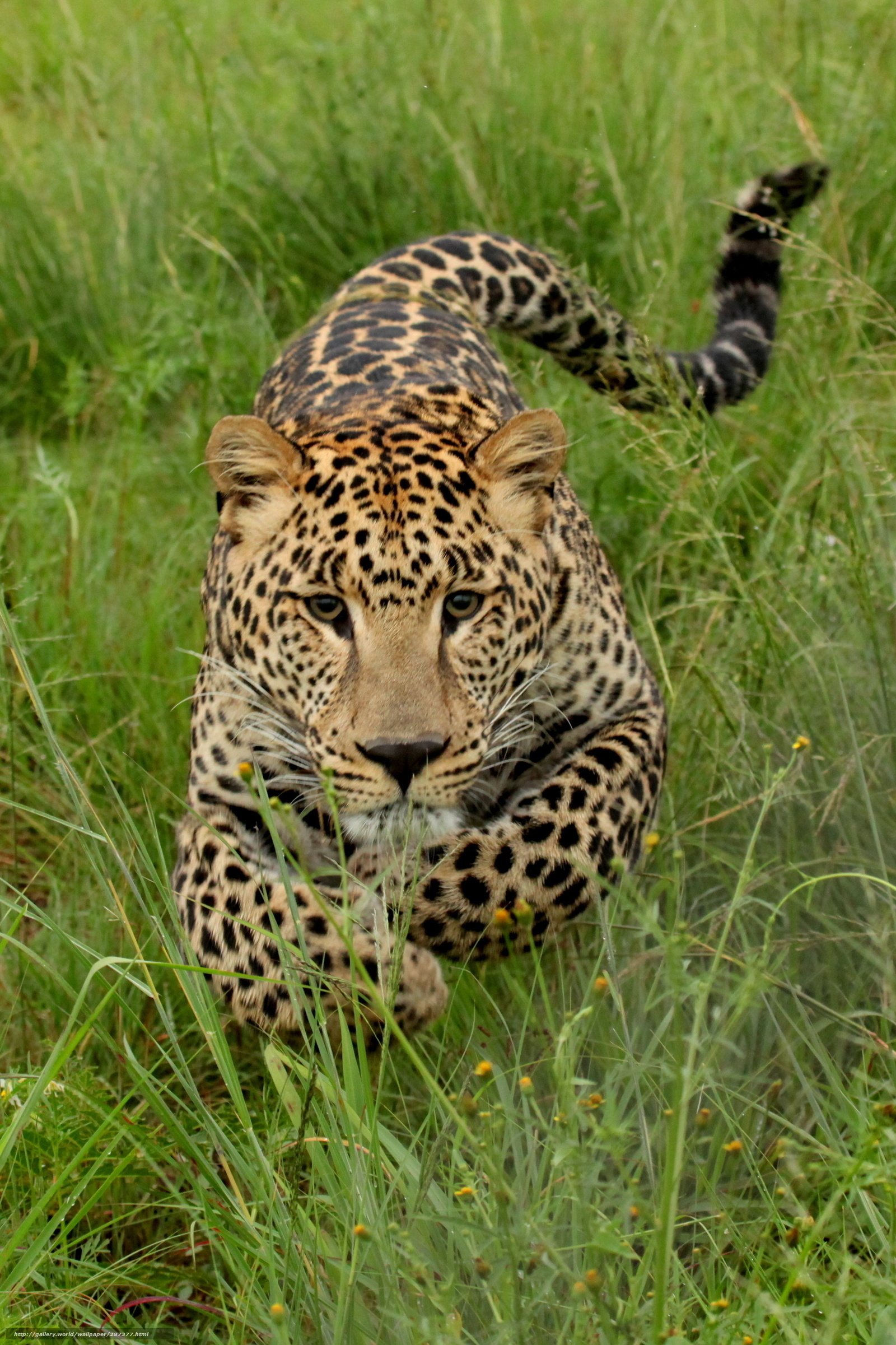 Leopard in tall grass
