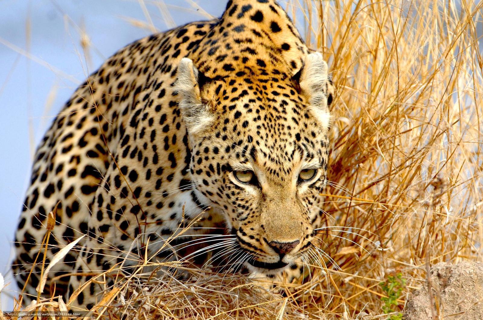 Leopard in tall grass