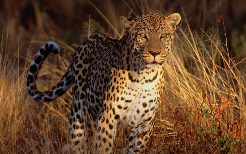 Leopard in Tall Grass — Black