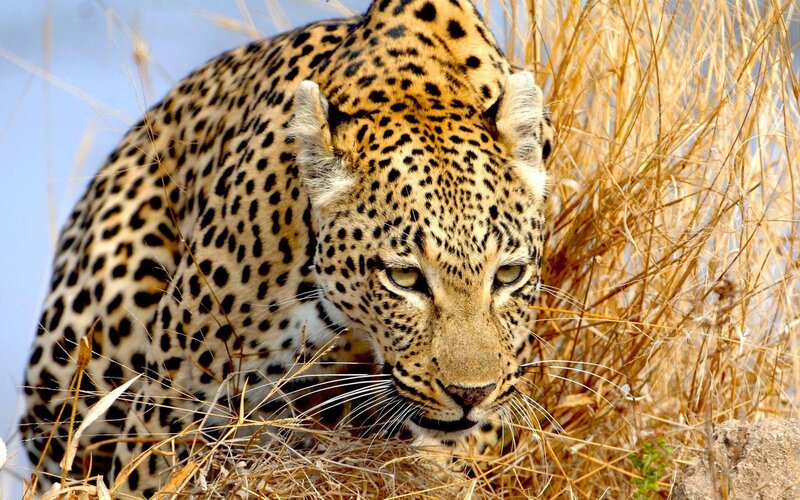 Leopard in Tall Grass — Brown, Alert, Afternoon, Photograph, Sky