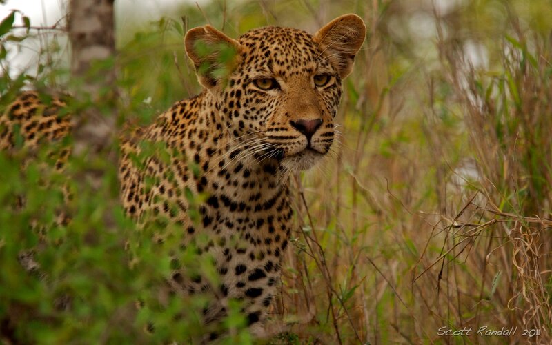 Leopard in Tall Grass — Brown, Alert, Afternoon, Photograph