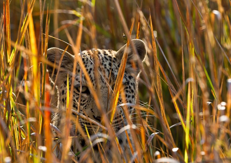 Leopard in Tall Grass — Brown, Alert, Afternoon