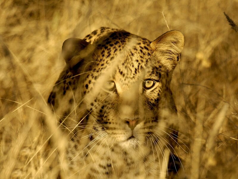 Leopard in Tall Grass — Brown, Alert, Sunset, Photograph, Eyes