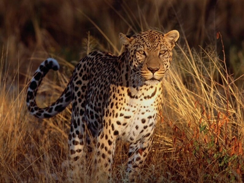 Leopard in Tall Grass — Brown, Alert, Sunset, Photograph, Tall Grass, Sunlight, Yellow