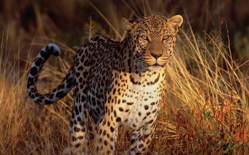 Leopard in Tall Grass — Brown, Alert, Sunset, Photograph, Tall Grass