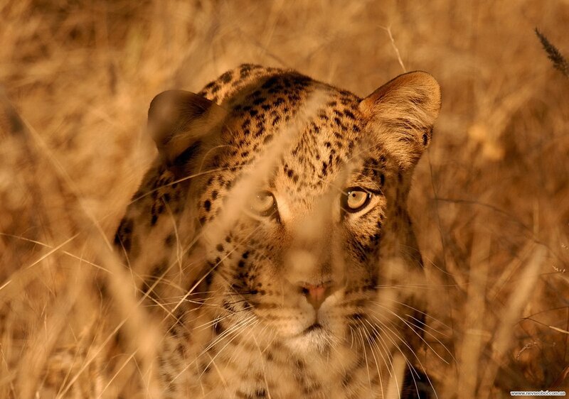 Leopard in Tall Grass — Brown, Alert, Sunset