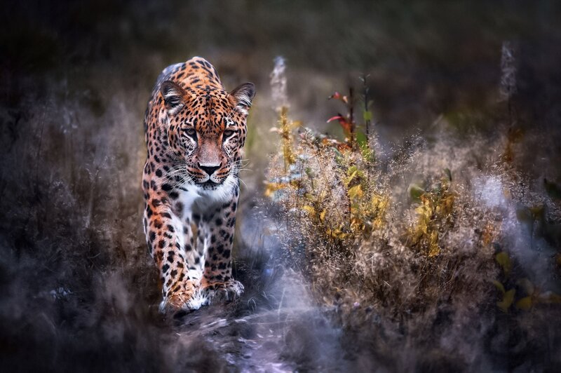 Leopard in Tall Grass — Brown, Dramatic, Autumn