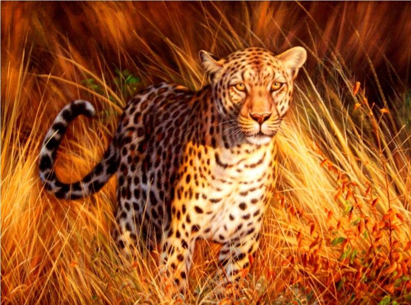 Leopard in Tall Grass — Brown, Dramatic
