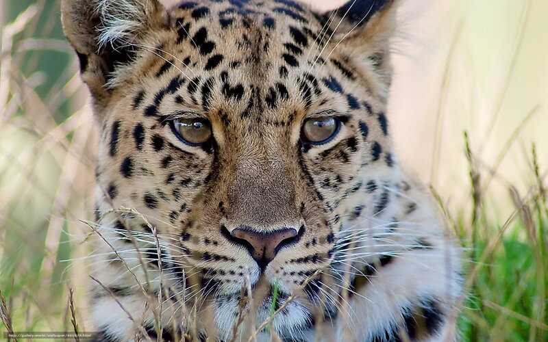 Leopard in Tall Grass — Brown, Intense, Afternoon