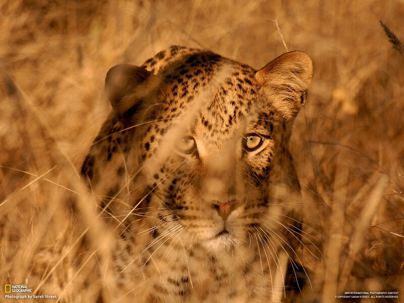 Leopard in Tall Grass — Brown, Intense, Sunset, Photograph, Eyes