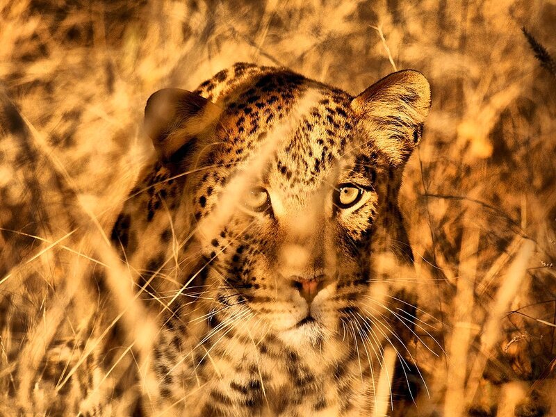 Leopard in Tall Grass — Brown, Intense