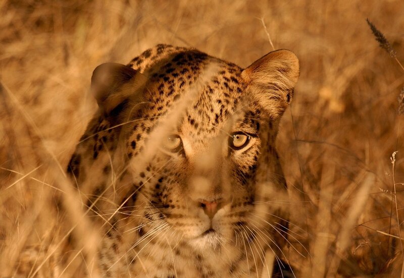 Leopard in Tall Grass — Brown