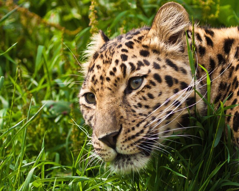 Leopard in Tall Grass — Green, Alert, Afternoon, Photograph