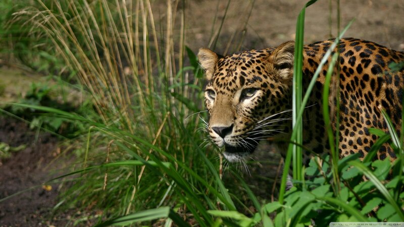 Leopard in Tall Grass — Green, Alert, Afternoon