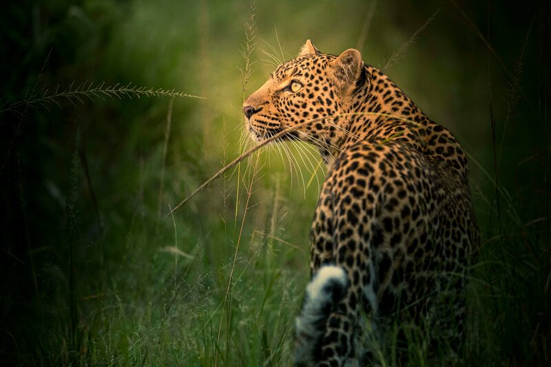 Leopard in Tall Grass — Green, Alert, Sunset
