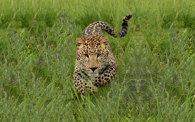 Leopard in Tall Grass — Green, Alert