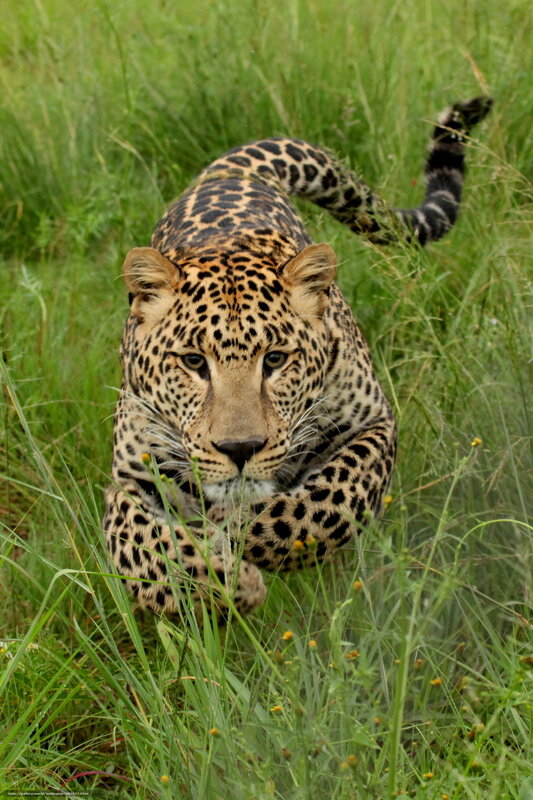 Leopard in Tall Grass — Green, Intense