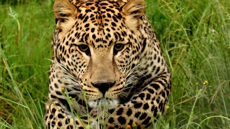 Leopard in Tall Grass — Green