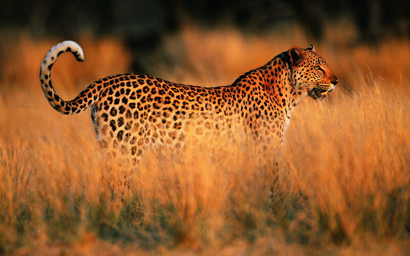 Leopard in Tall Grass — Orange
