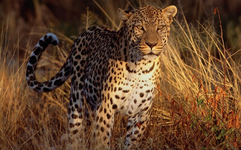 Leopard in Tall Grass — Sunlight