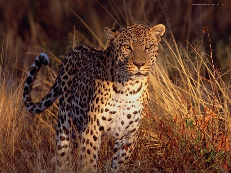 Leopard in Tall Grass — Tall Grass