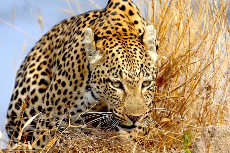 Leopard in Tall Grass — Tan, Alert