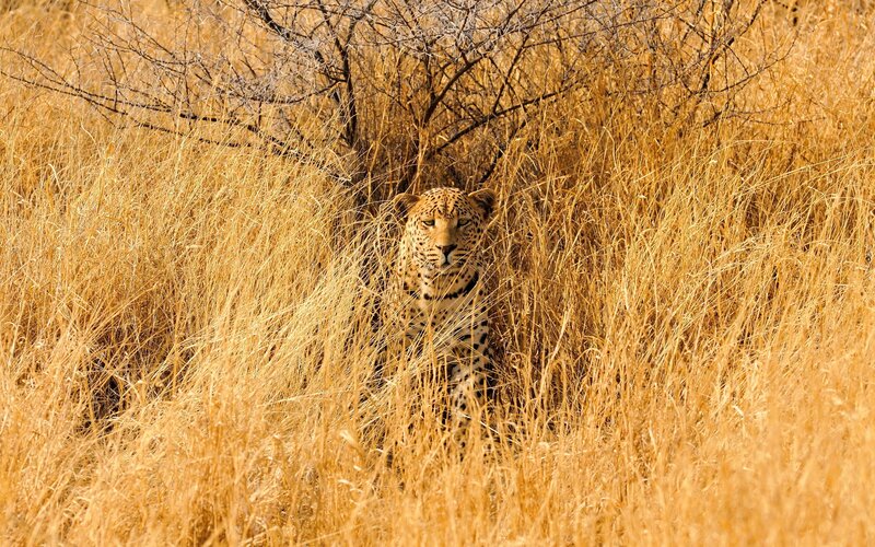 Leopard in Tall Grass — Yellow, Alert, Afternoon, Photograph