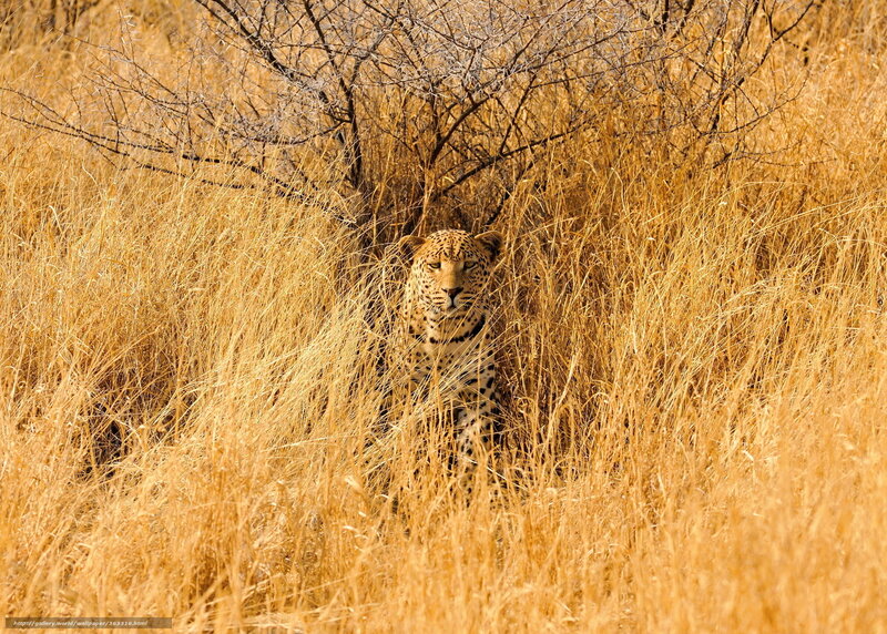 Leopard in Tall Grass — Yellow, Alert