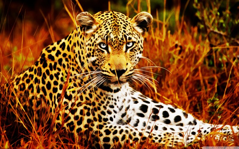 Leopard in Tall Grass — Yellow