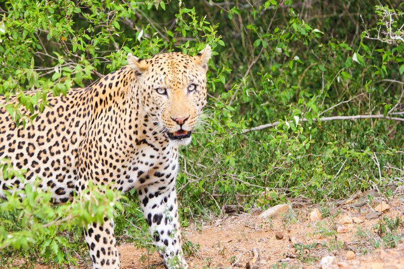 Leopard in the bush