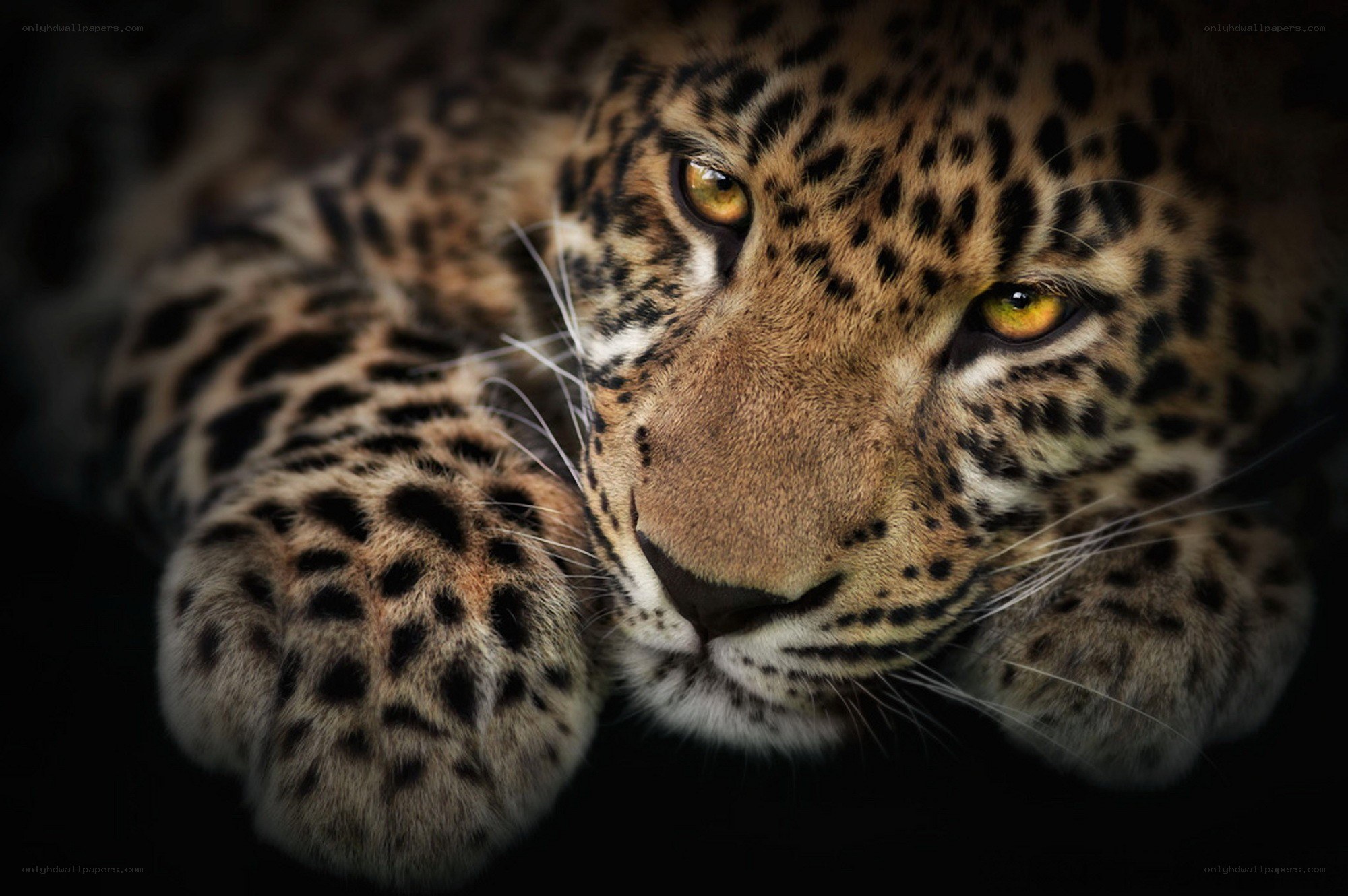 Leopard in the dark