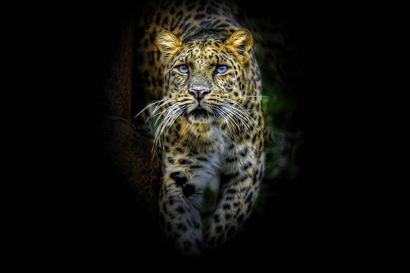 Leopard in the dark