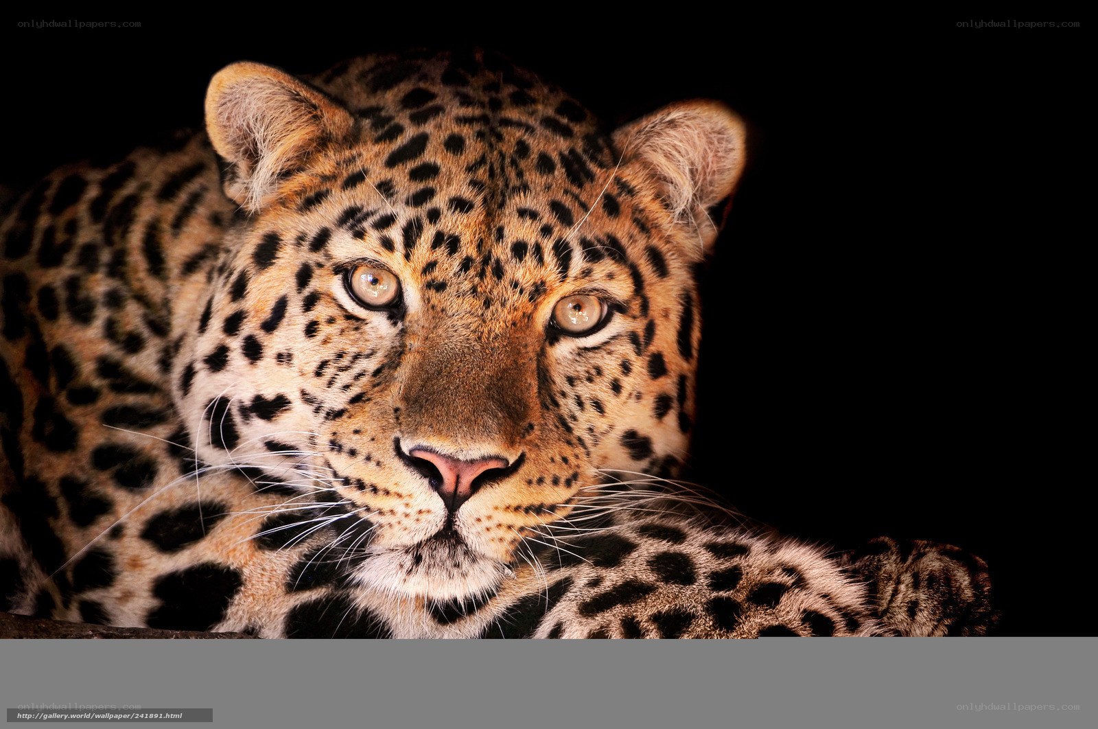 Leopard in the dark
