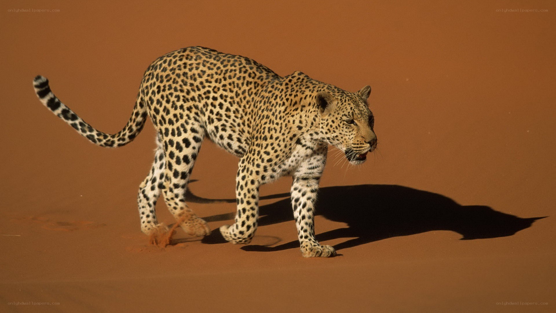 Leopard in the desert