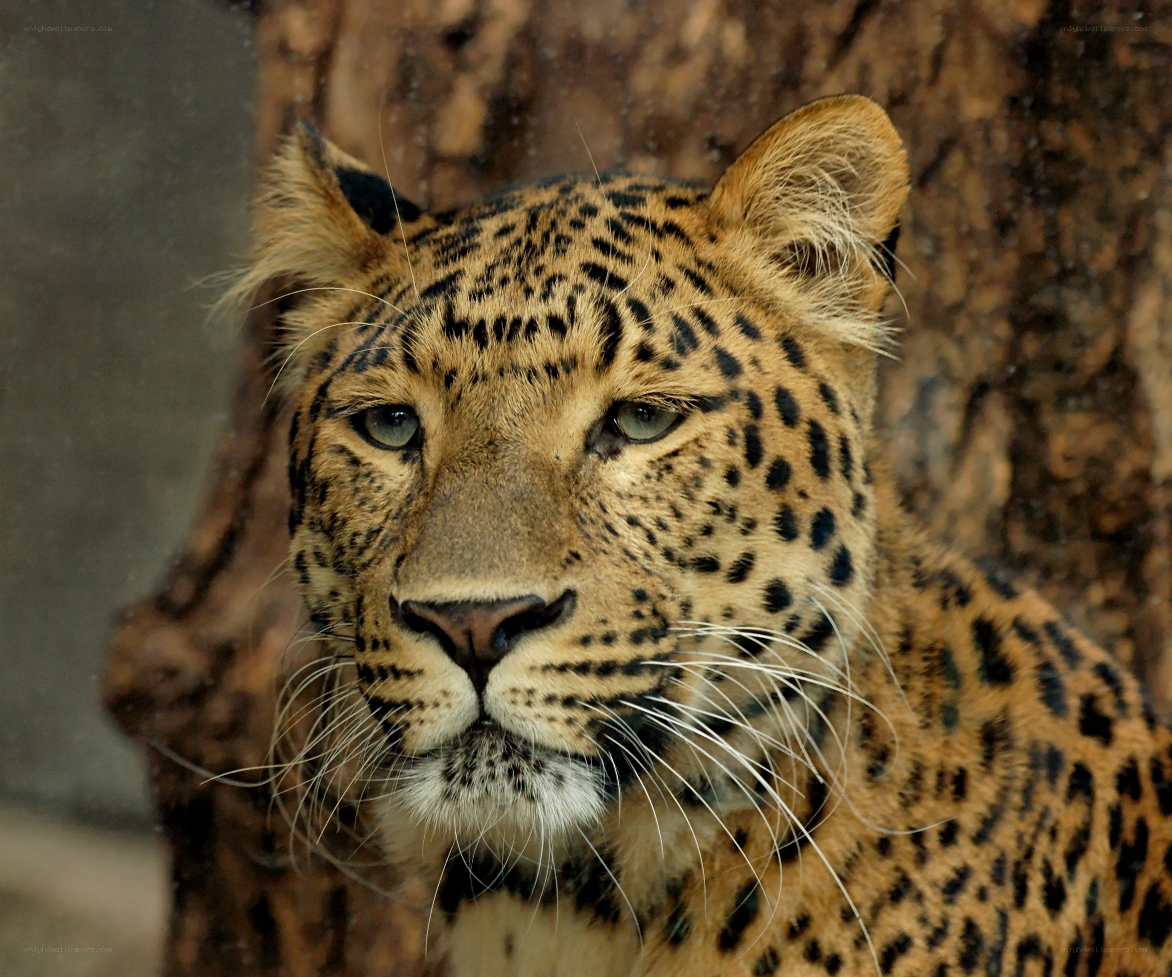 Leopard in the forest