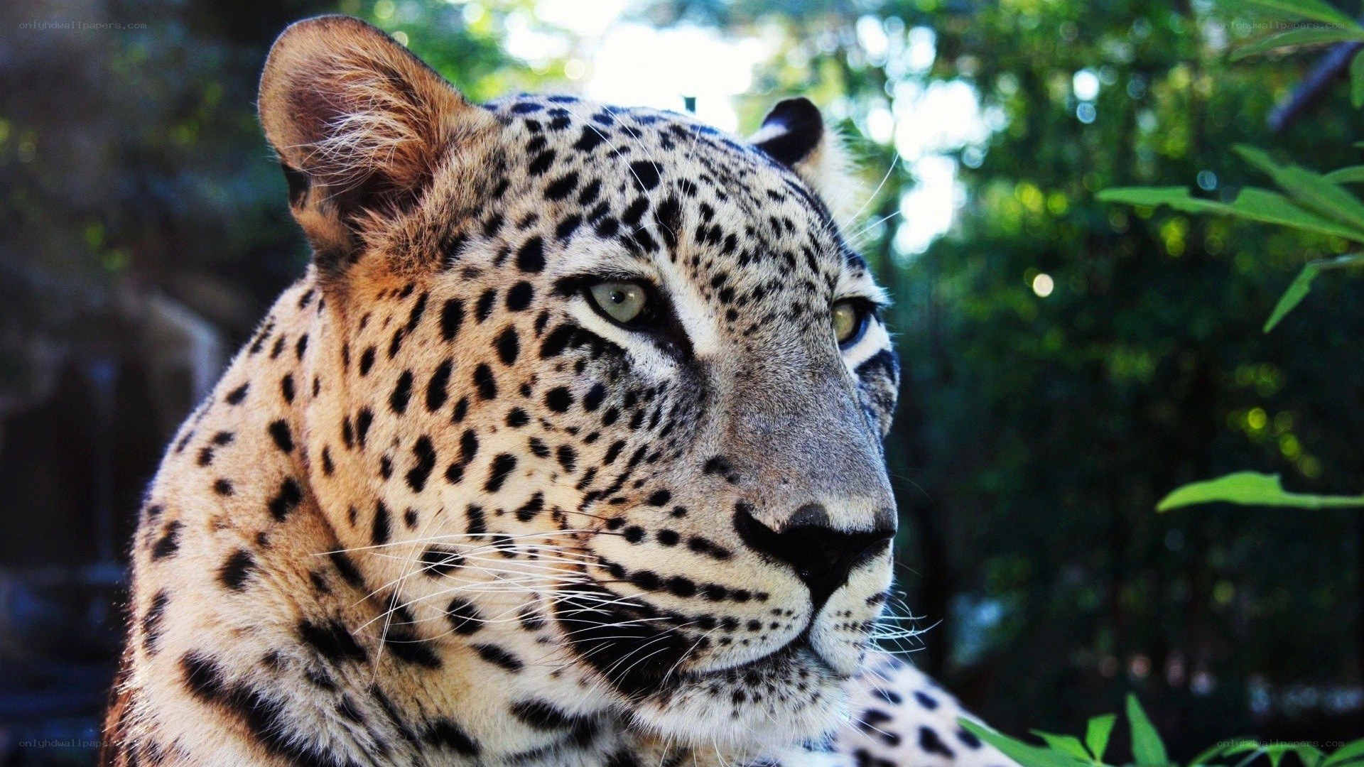 Leopard in the forest