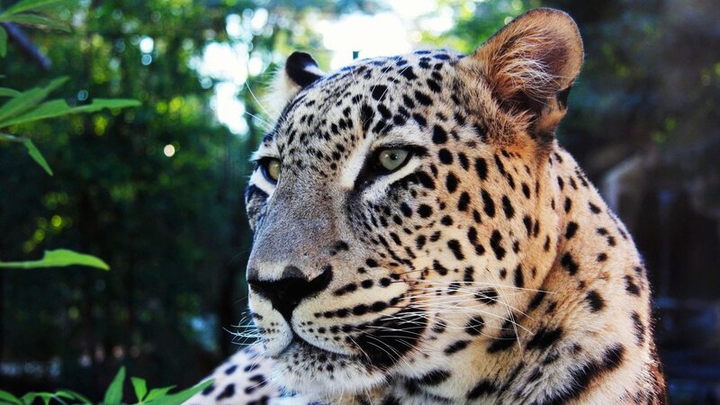 Leopard in the forest