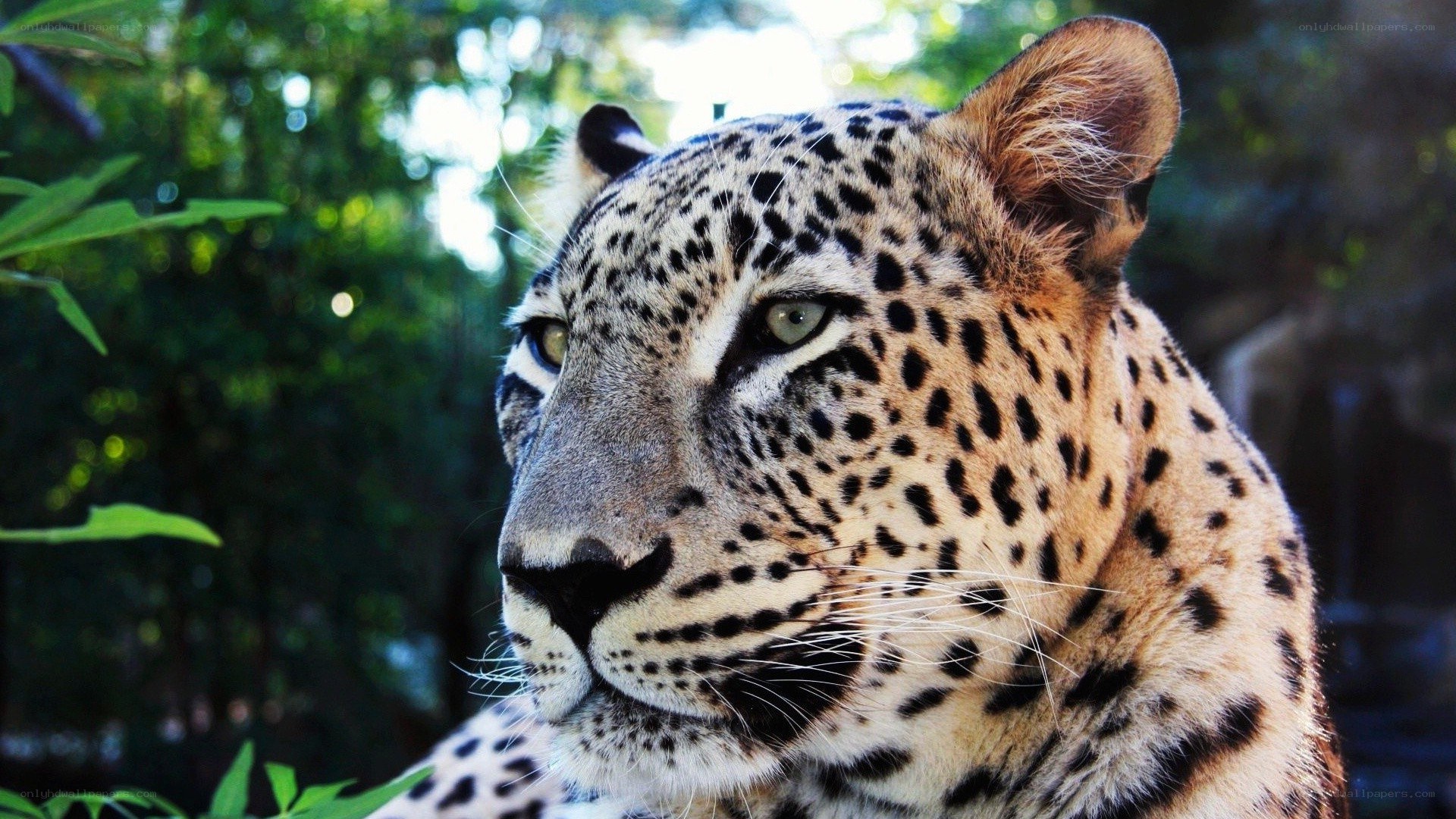 Leopard in the forest