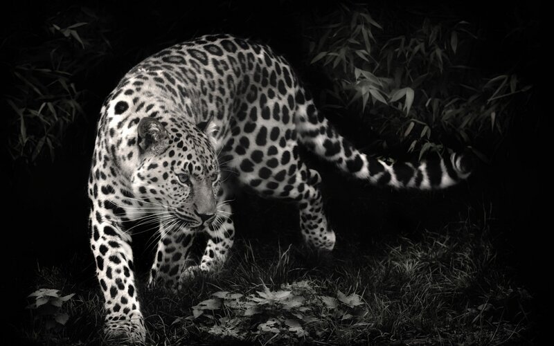 Leopard in the forest