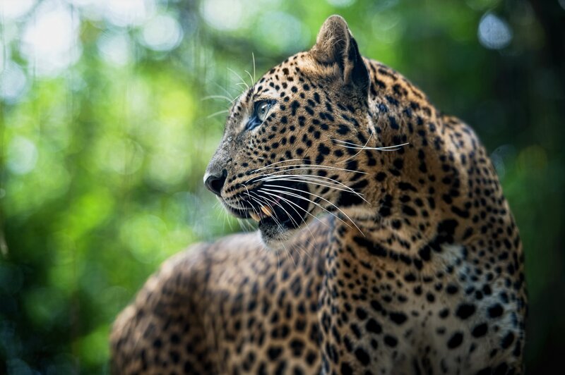 Leopard in the forest