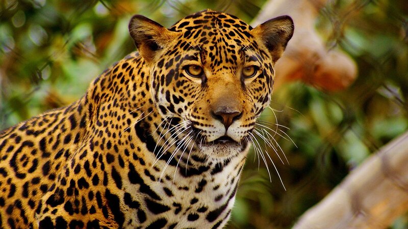 Leopard in the forest