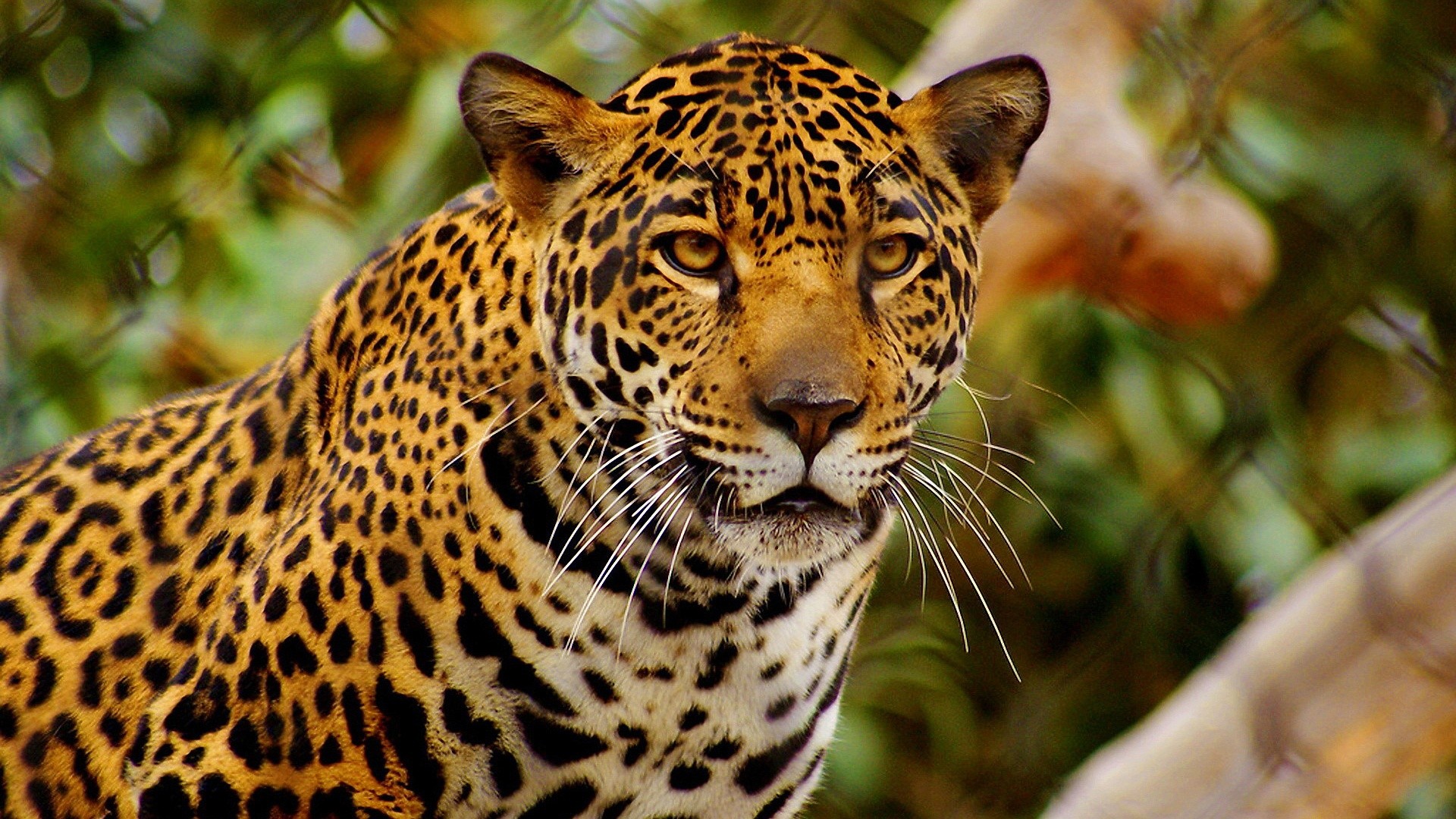 Leopard in the forest