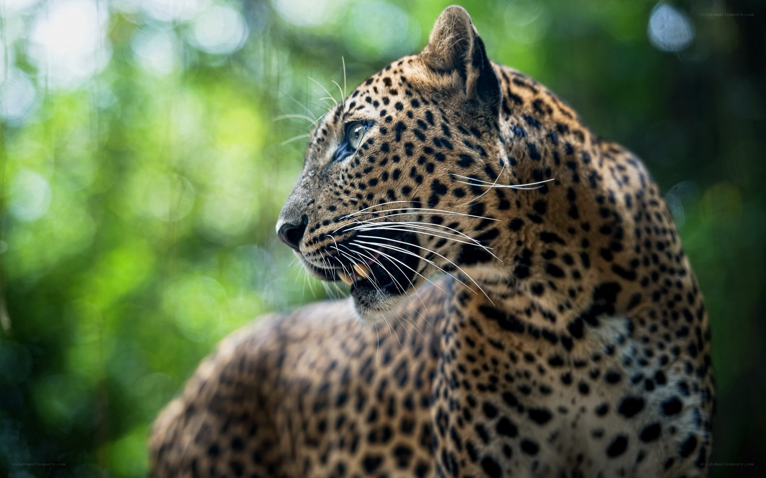 Leopard in the forest