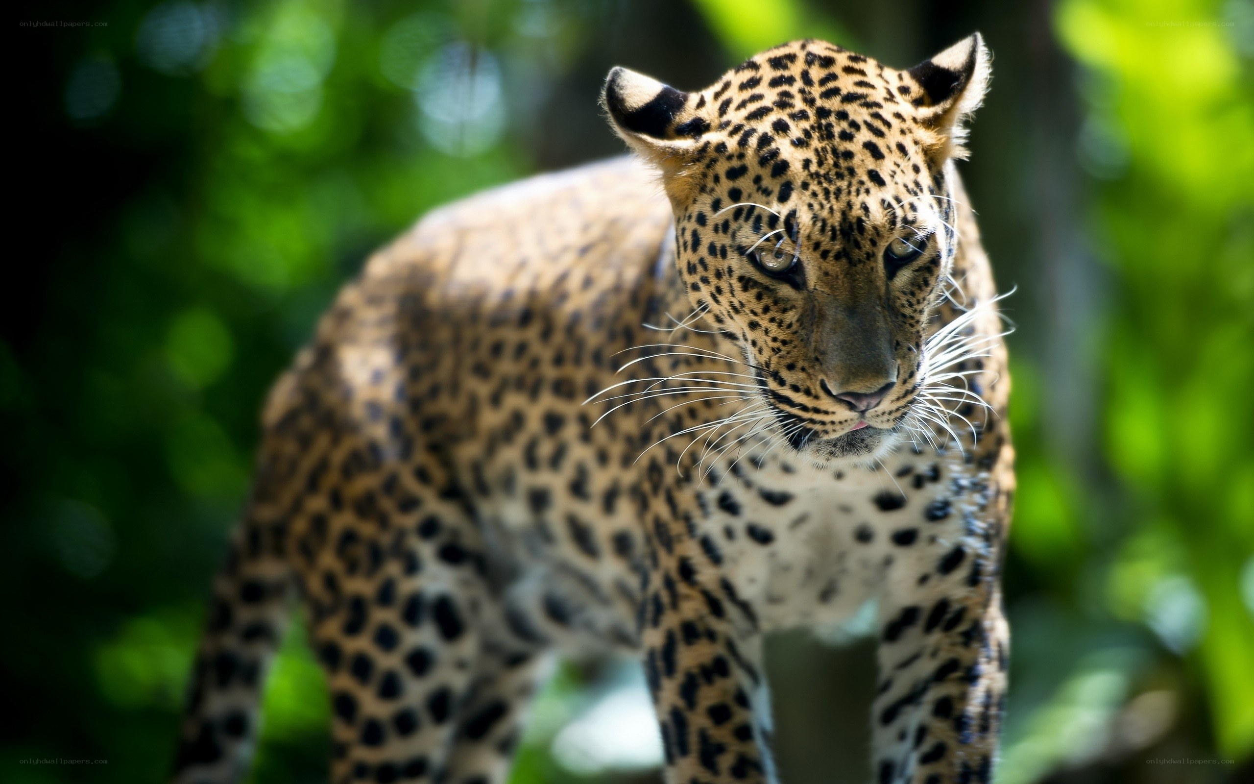 Leopard in the forest