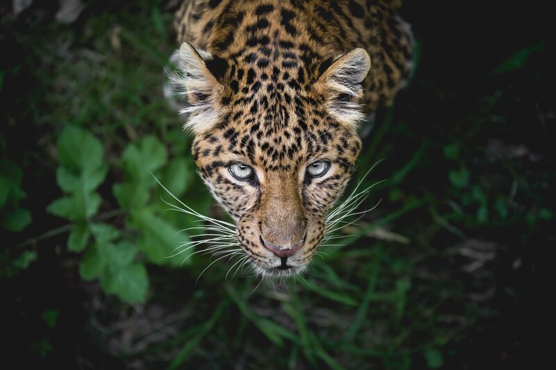 Leopard in the forest