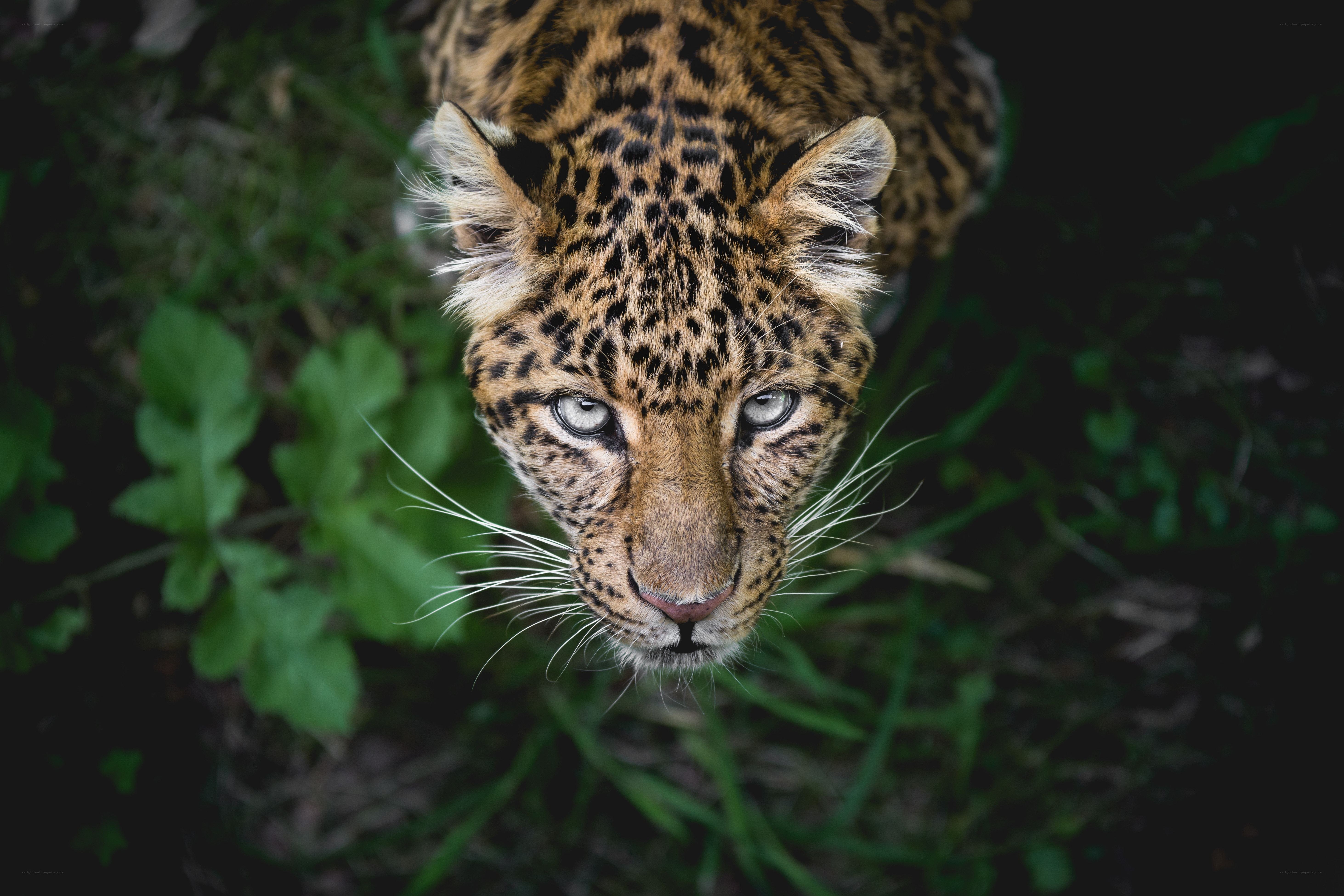 Leopard in the forest