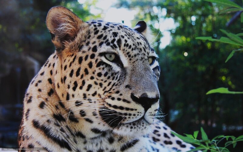 Leopard in the forest