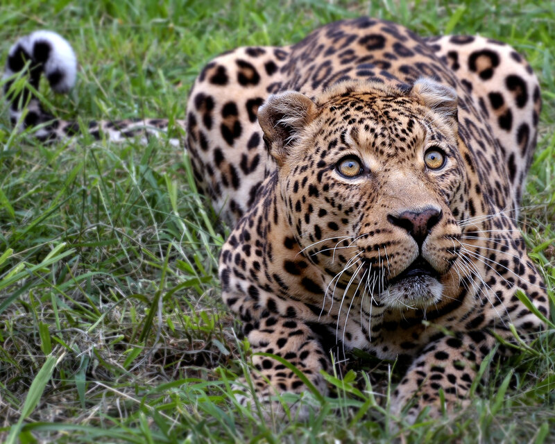 Leopard in the grass