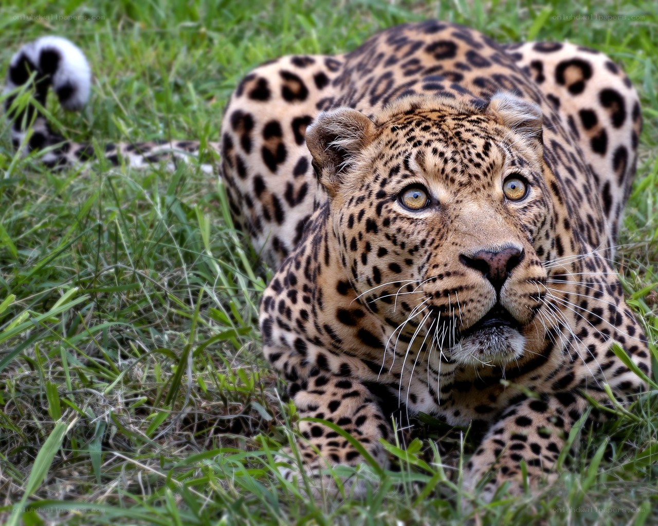 Leopard in the grass
